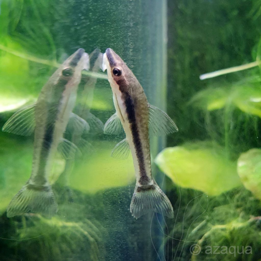 TERLARIS, alga aeter pemakan lumut, ikan hias air tawar