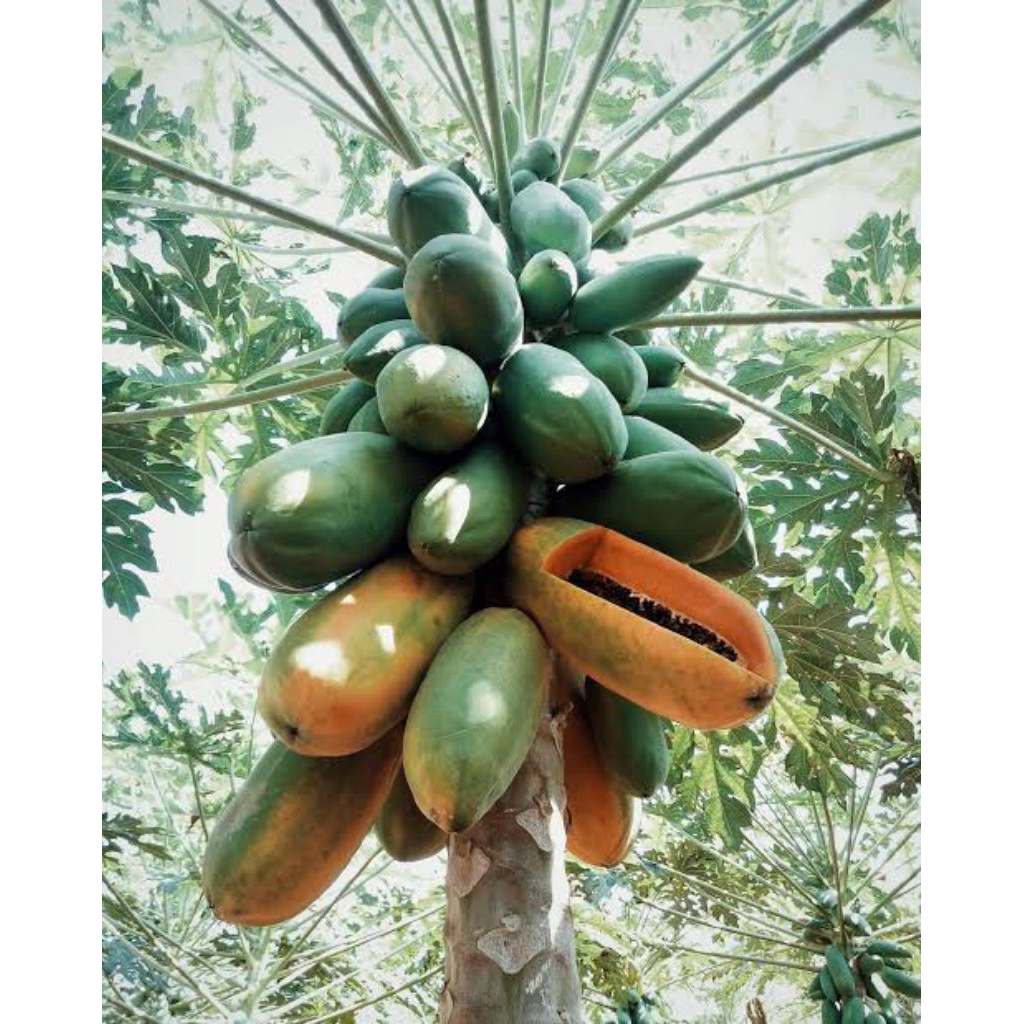 2 Bibit Pepaya RED LADY Thailand, PREMIUM Super genjah, pendek cepat berbuah