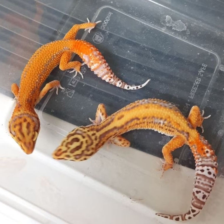 Sepasang mainan Asli Gecko leopard Bell bold stripe