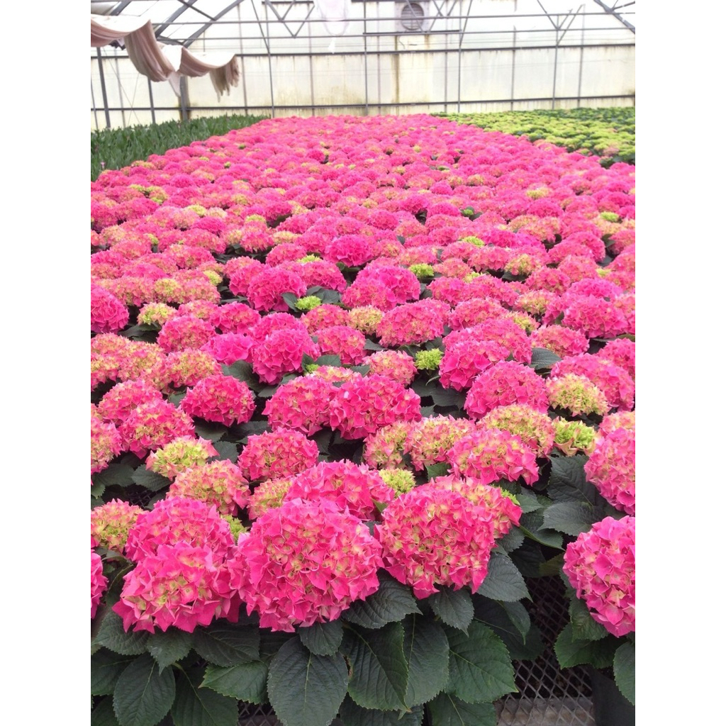 Bibit Tanaman Hidup Bunga Pancawarna Siap Berbunga - Bibit Tanaman Bunga Hortensia - Bibit Tanaman B