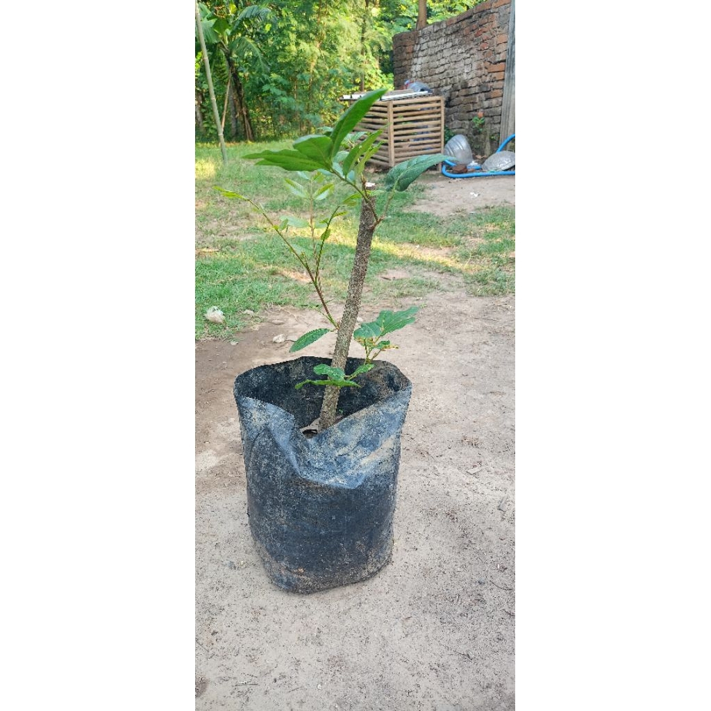 bibit kelengkeng cangkok