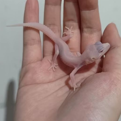 Custom Order Gecko Super Snow ( SS 25-2 )