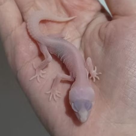 Custom Order Gecko Super Snow ( SS 25-3 )