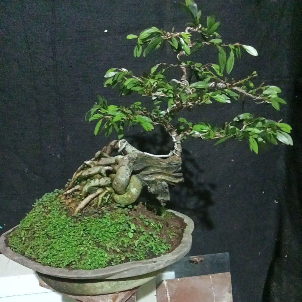 bonsai Kaliandra Surinamensis