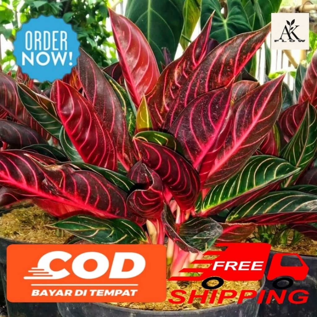 Tanaman hias aglonema red sumatra original remaja rimbun termurah
