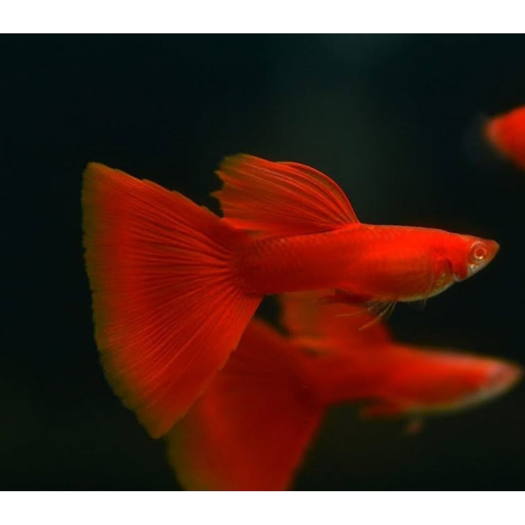 Guppy Afr Red Ear Delta Tail