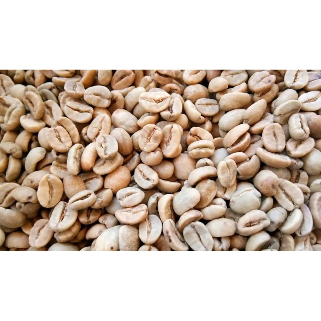 bibit kopi/gabah kopi arabica asli Garut papandayan