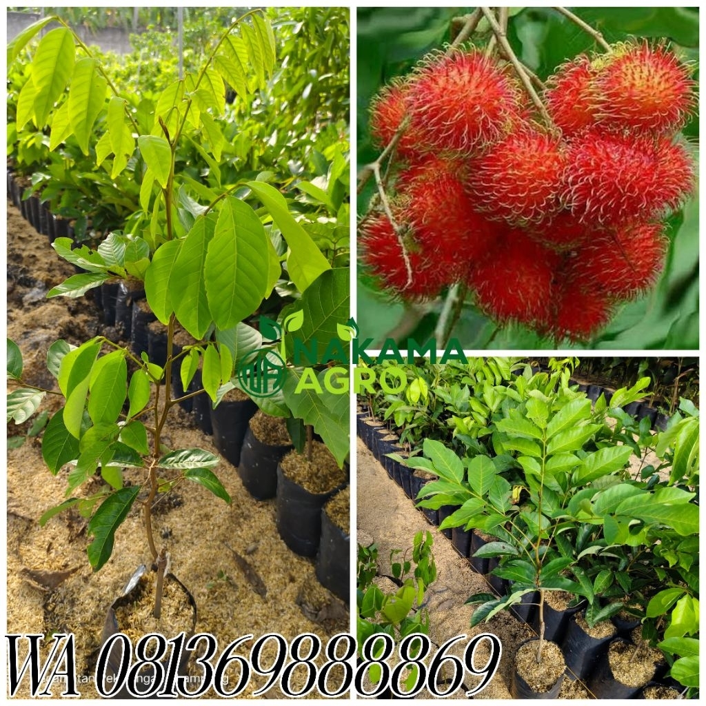 bibit rambutan binjai dan rapiah