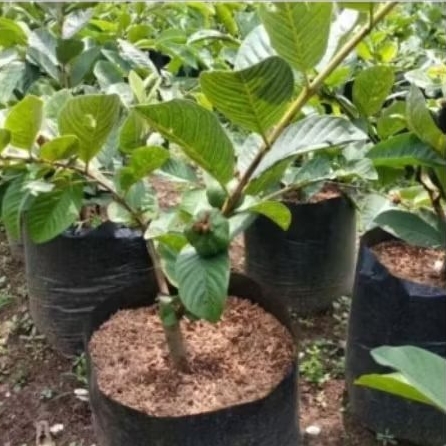 bibit buah jambu kristal sudah berbuah