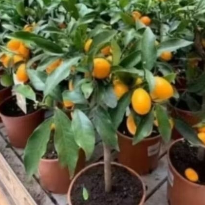 bibit buah jeruk nagami sudah berbuah