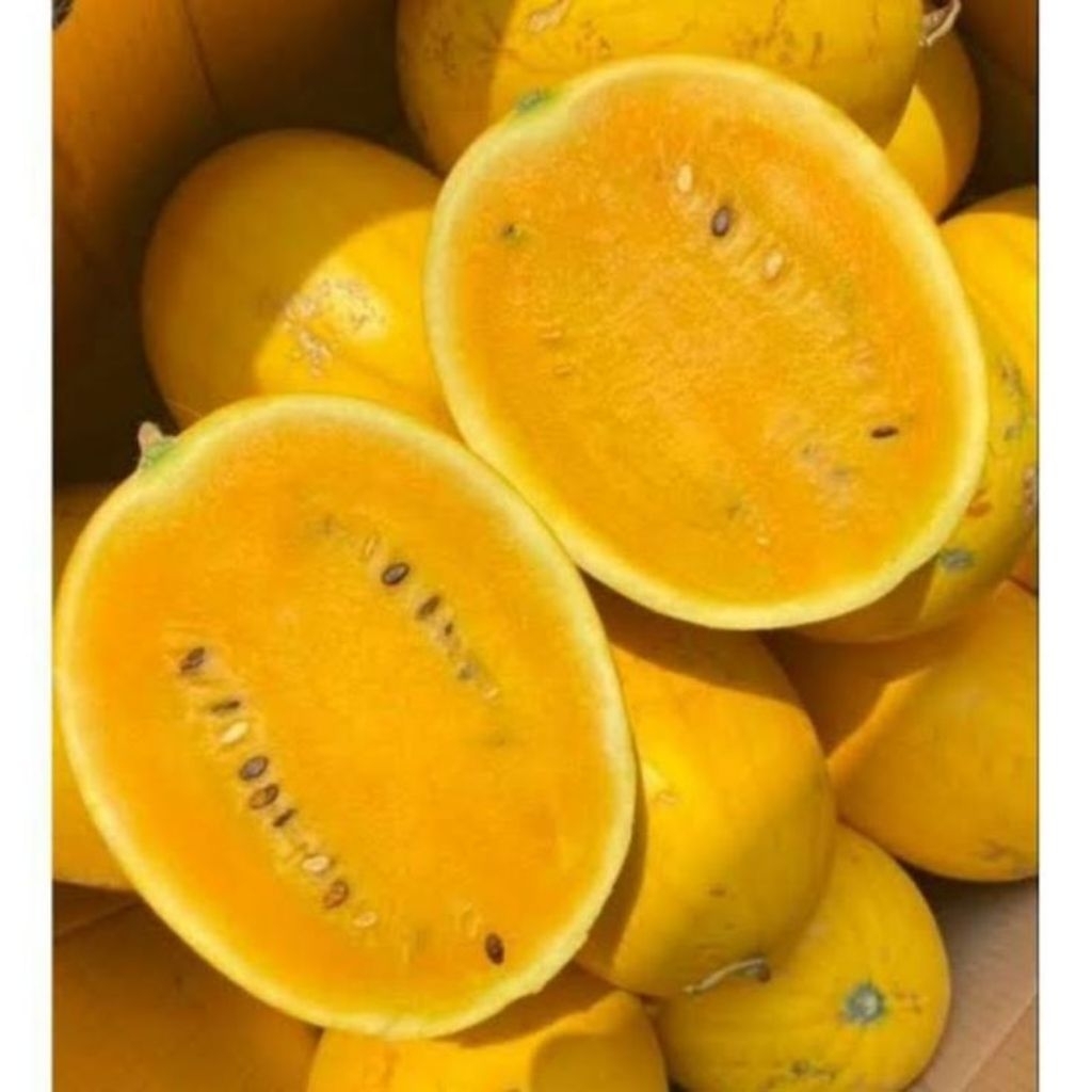 READY SEMANGKA KUNING 2-3KG MANIS JUMBO JUAL SEMANGKA KUNING JUMBO