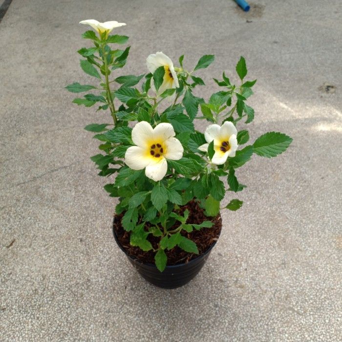 Tanaman Bunga yolanda Buttercup/ Bunga Hias Pukul Delapan 8 ( Bukan BIJI/ BENIH ) Cocok Untuk Taman 