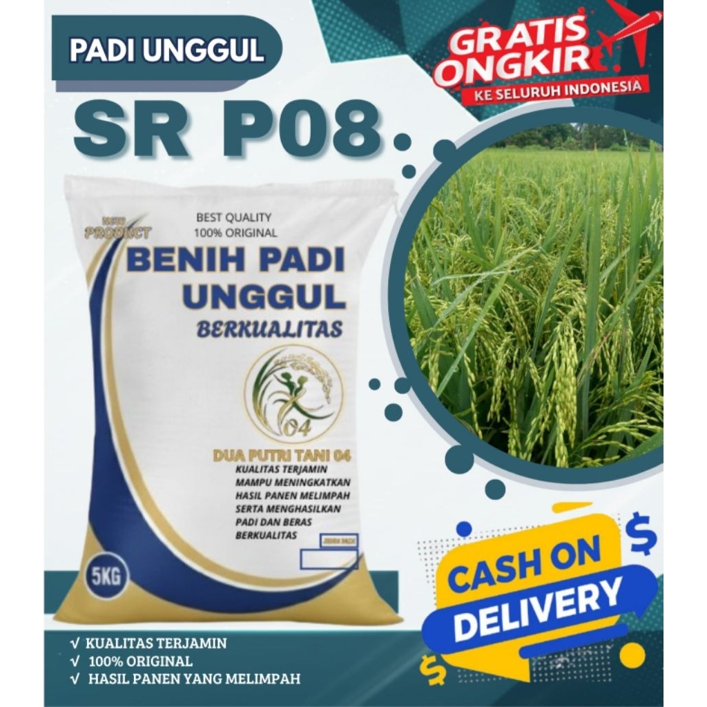 bibit padi SR P08 kemasan 5kg