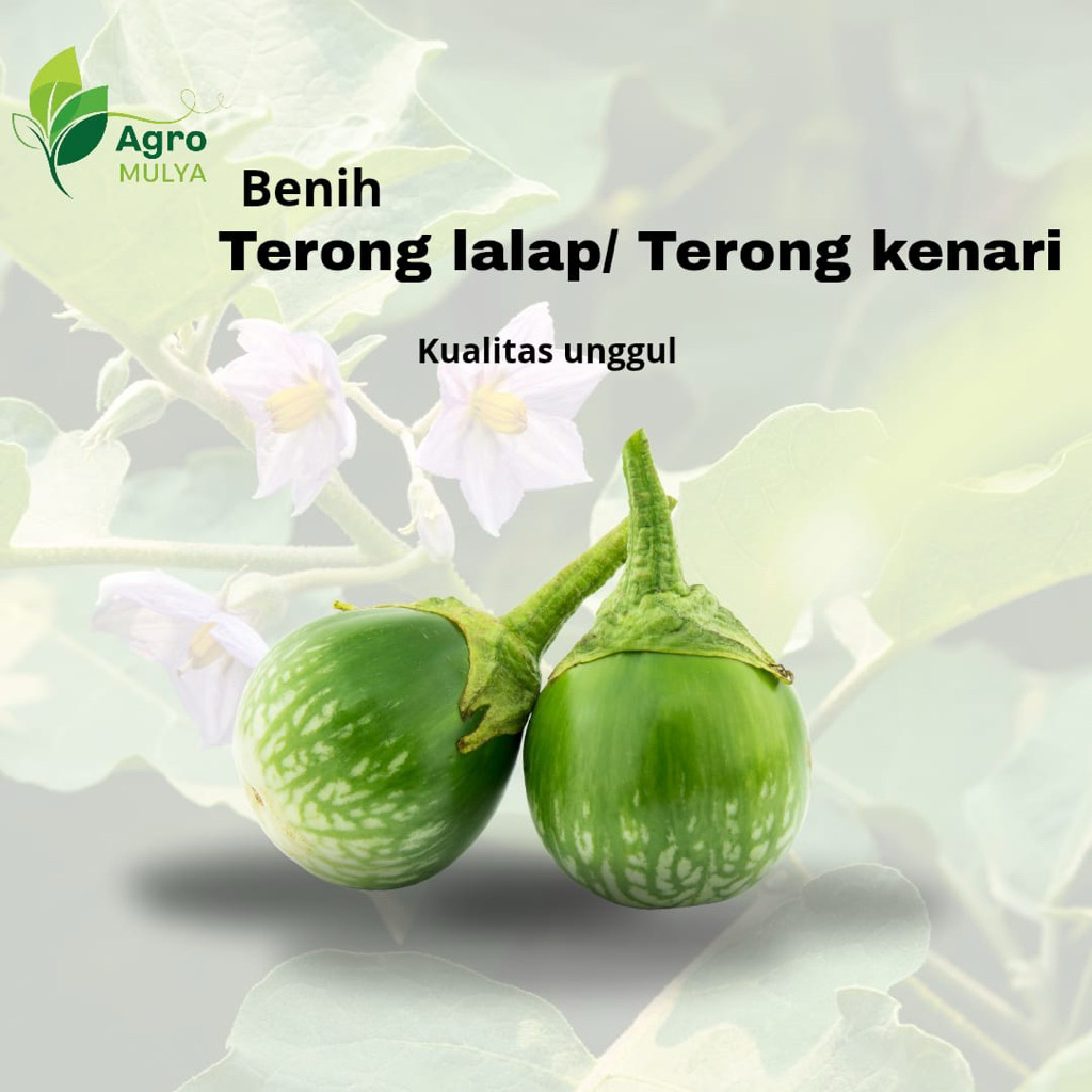 50 benih terong lalap/terong kenari agro Mulya