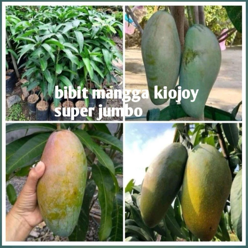 bibit mangga kiojay super jumbo