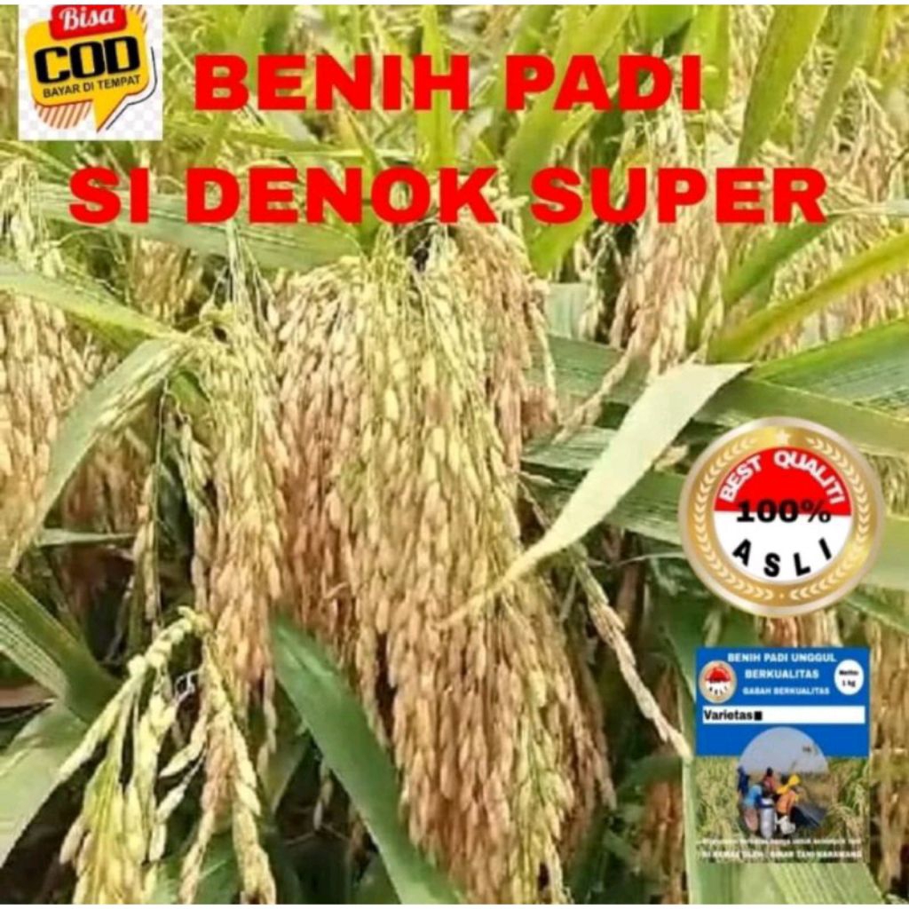 BENIH PADI SI DENOK SUPER KEMASAN 1KG KUALITAS SUPER PULEN