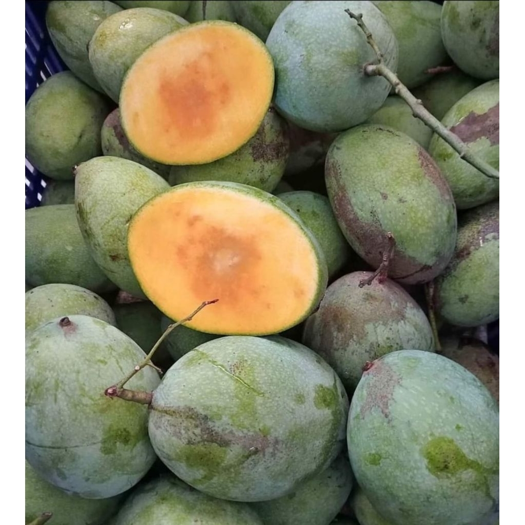 Mangga manalagi / mangga madu 1kg fresh matang tua