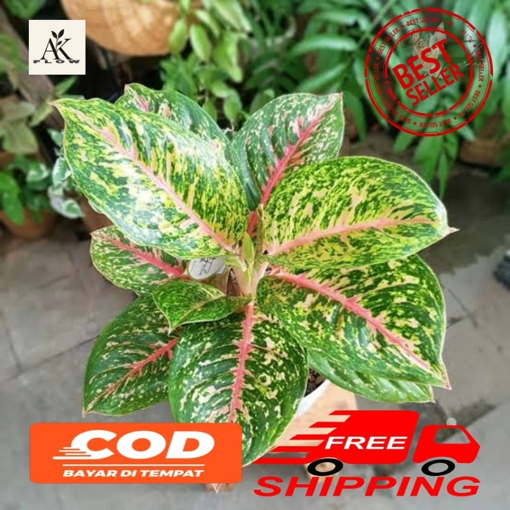 (BISA COD) Tanaman hias aglonema big papa ukuran dewasa rumpun