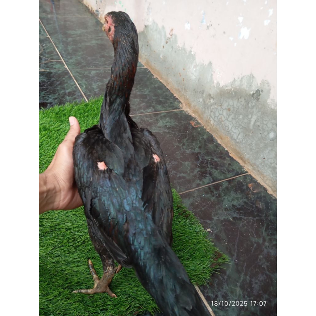 Ayam Bangkok Muda Khusus Betina / Babon Biang