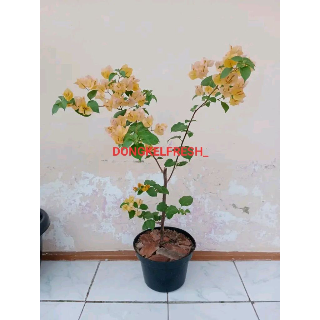 (BISA COD) TANAMAN BUNGA BOUGENVILE WARNA KUNING