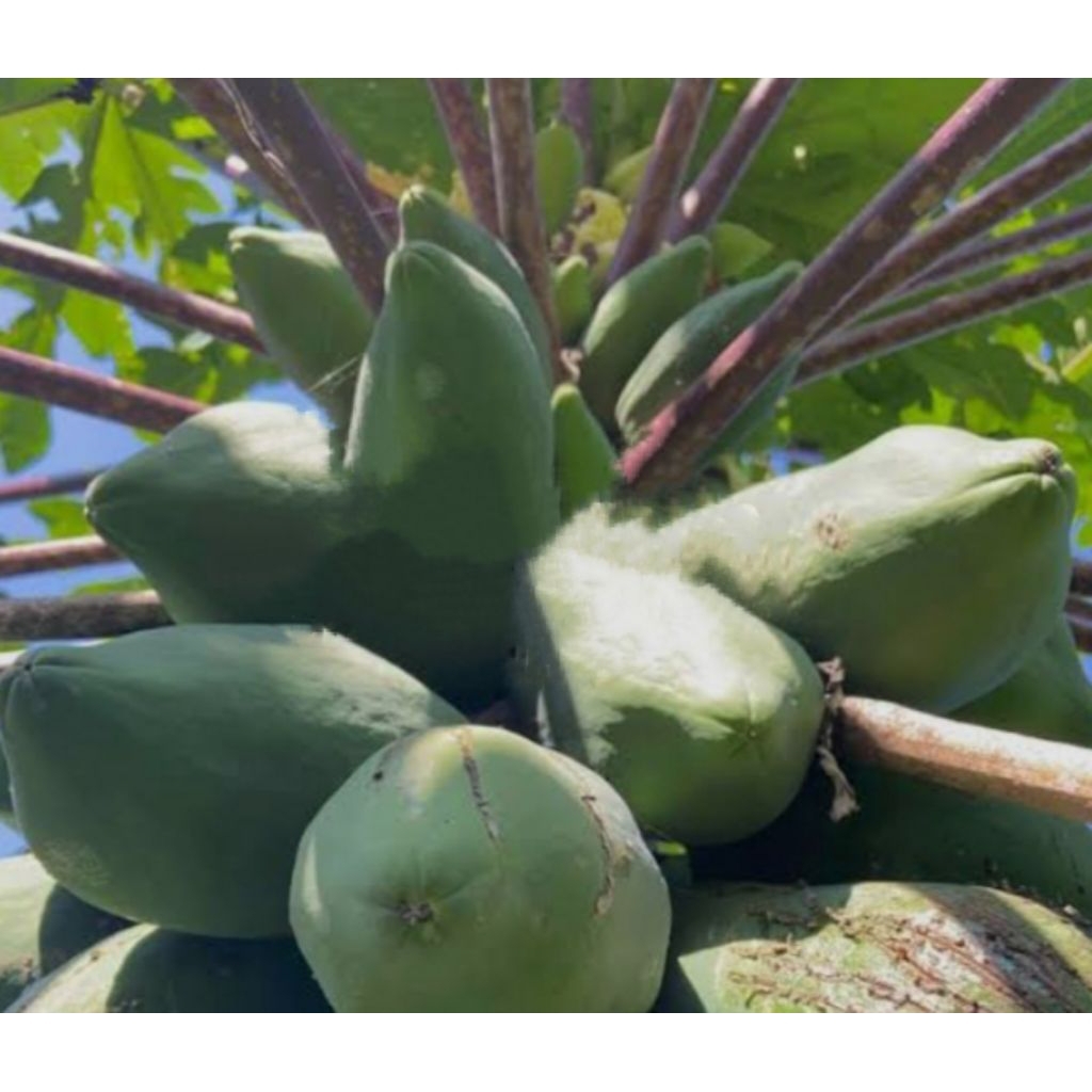 Buah pepaya ungu muda buah pepaya Wulung sgar 500 gram