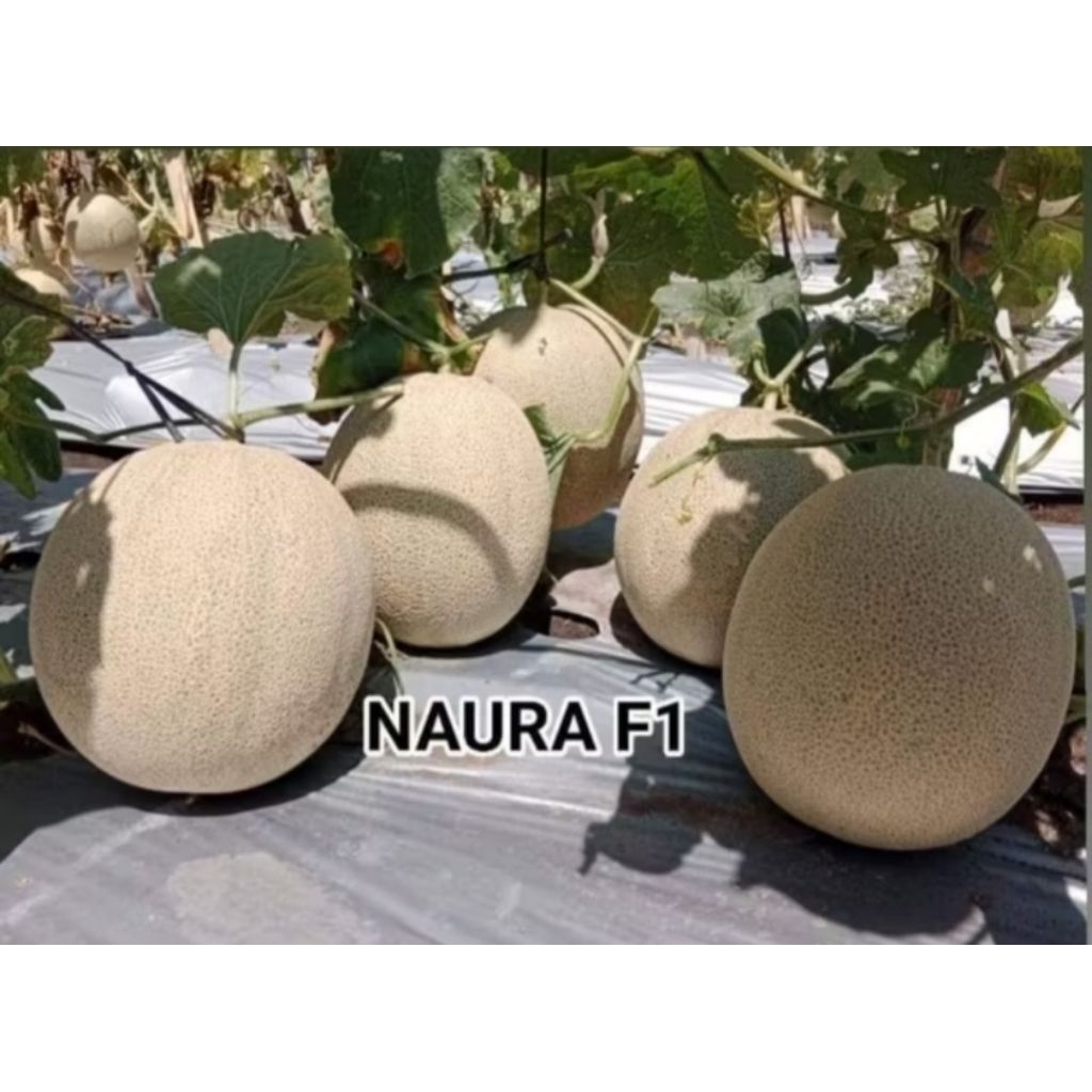 benih/biji melon jumbo TAHAN VIRUS NAURA F1 isi 10gram