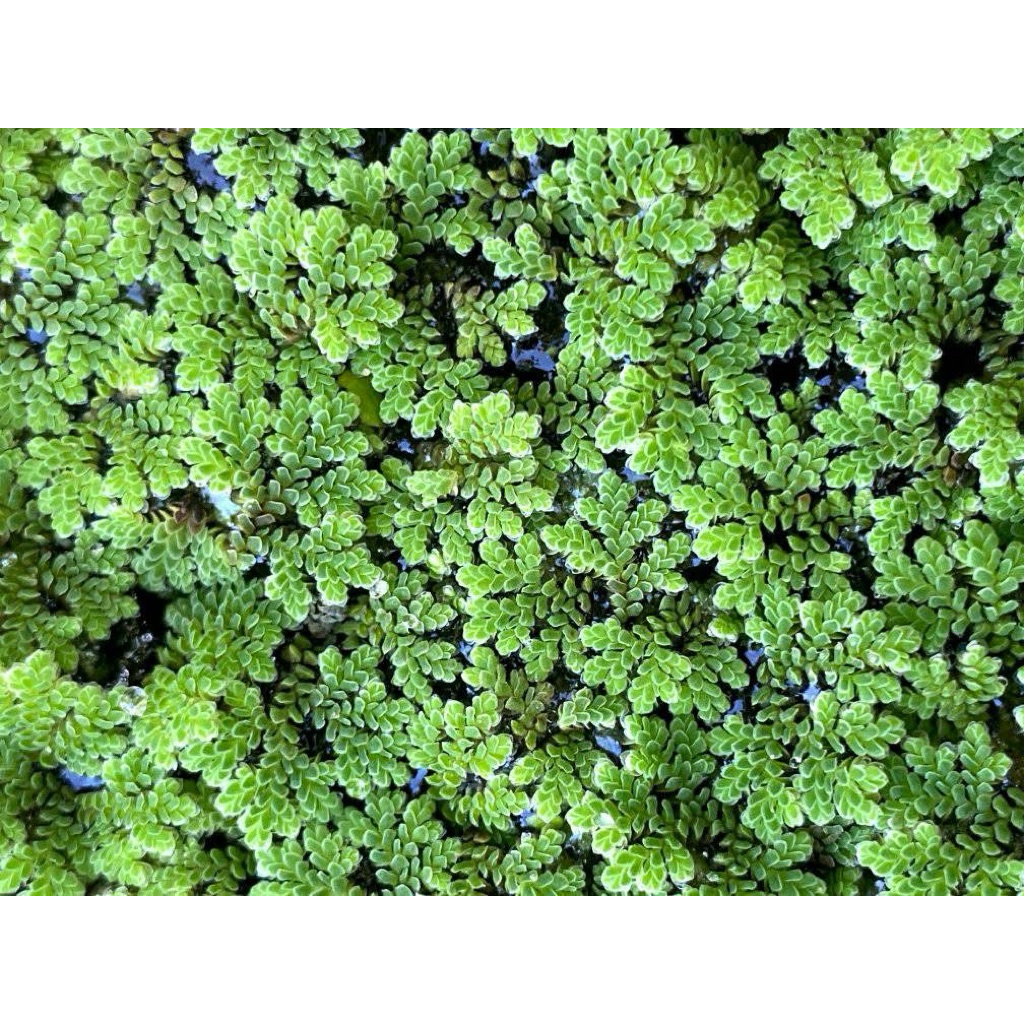 bibit azolla 1KG