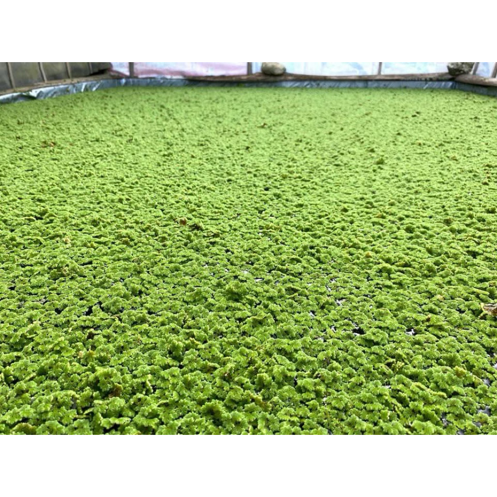 Azolla 500 gram