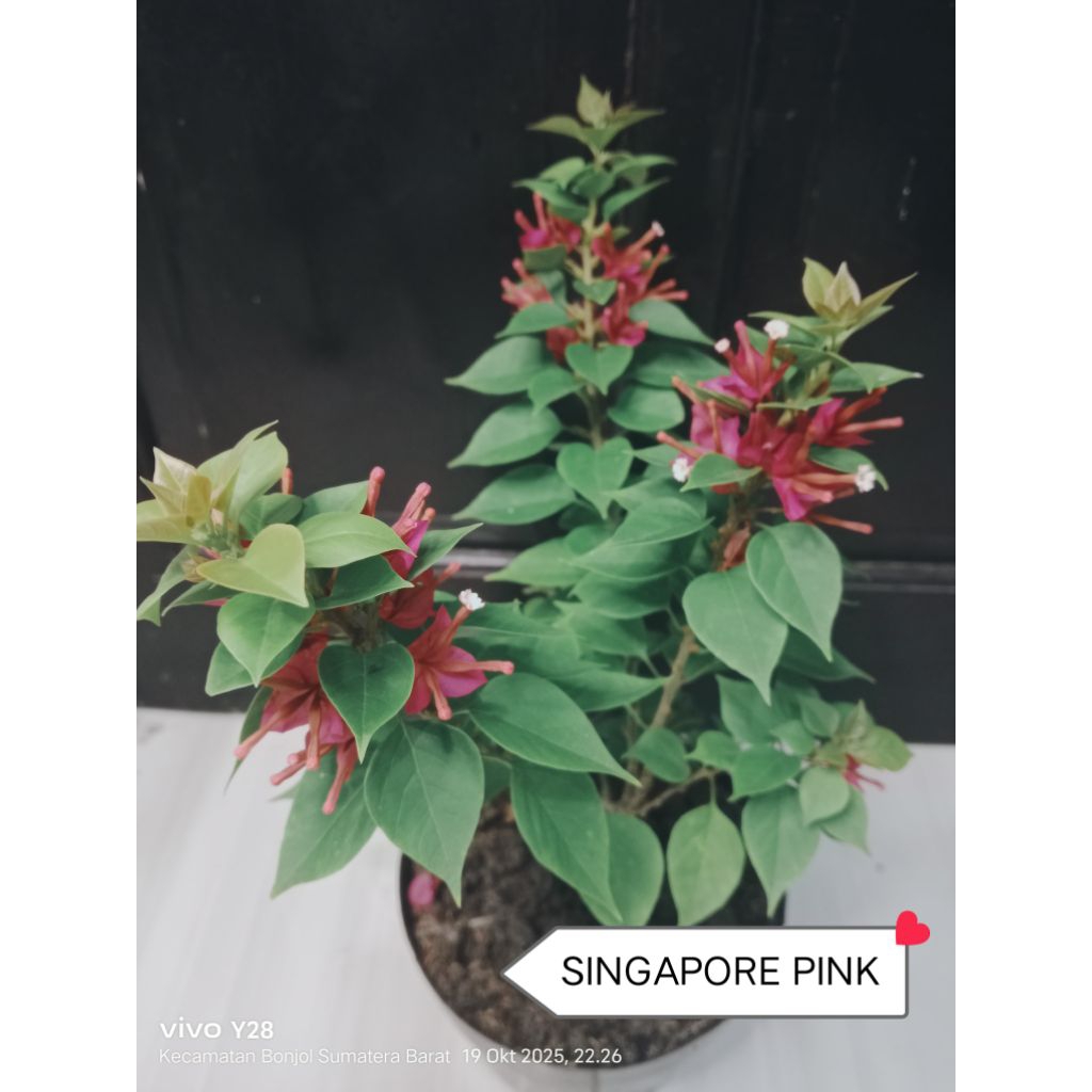 Bougenville/Bunga Kertas - ID : SINGAPORE PINK
