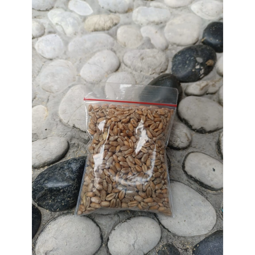 Biji Gandum Utuh Premium