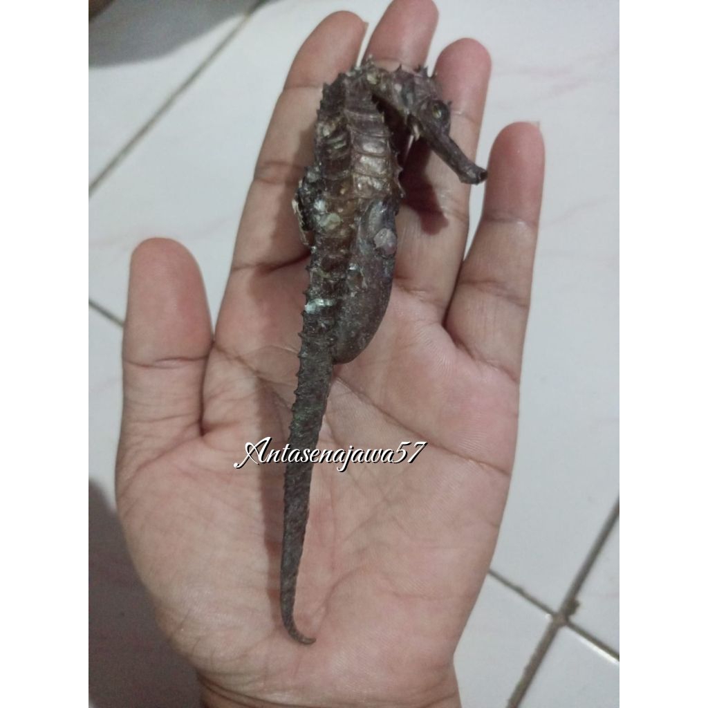 Kuda Laut Kering HITAM PILIHAN Asli dari Laut Jawa Grade A super (1Biji)