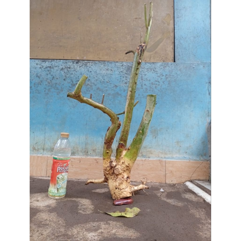 bahan dongkelan serut murah