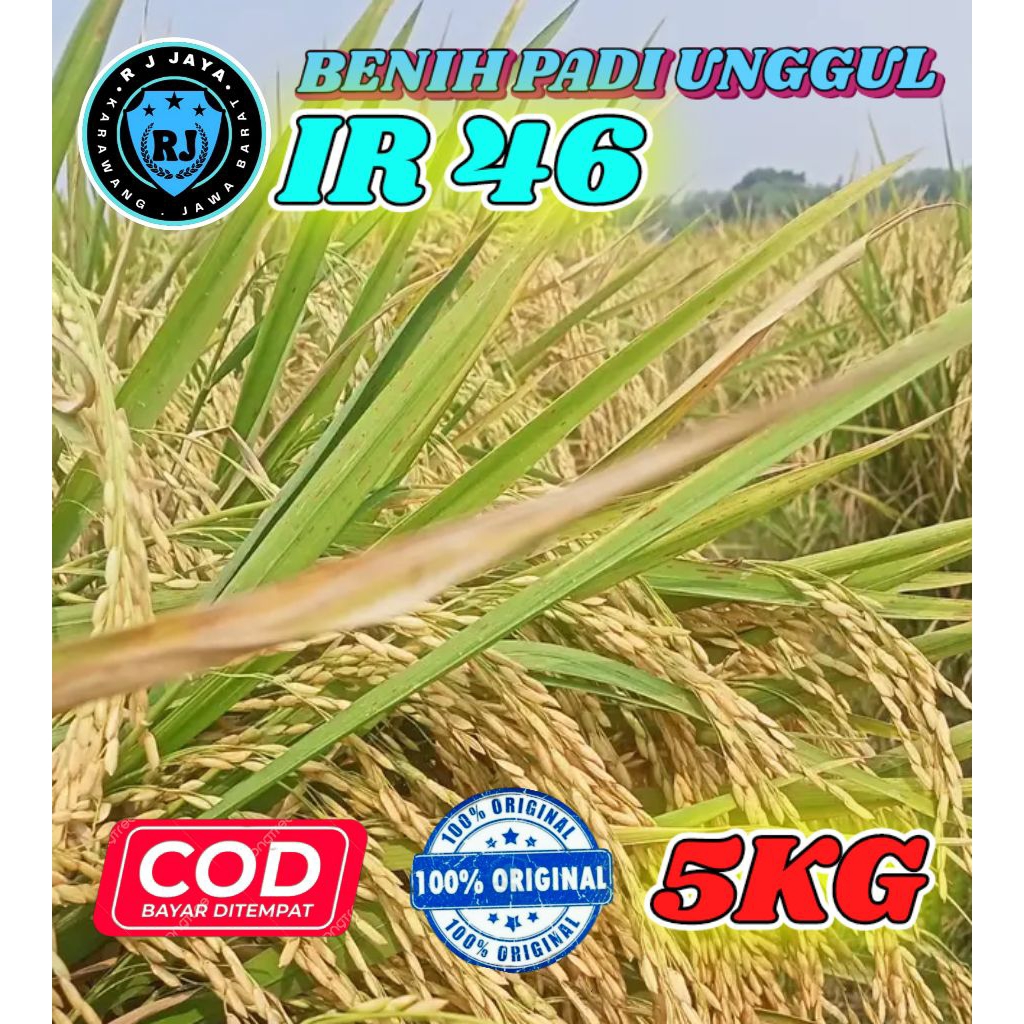 BENIH PADI BERKUALITAS IR 46 KEMASAN 5KG