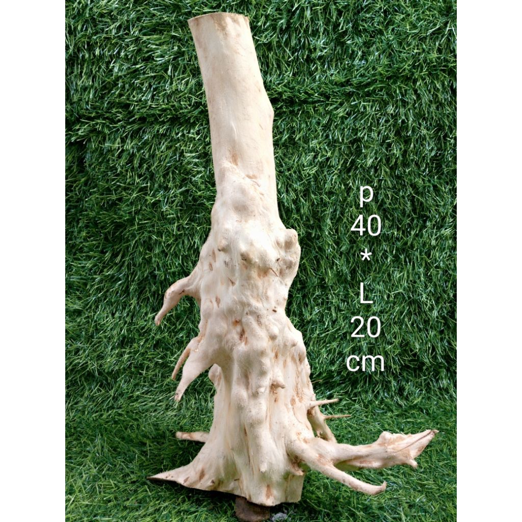 kayu aquascape kayu kopi berkarakter