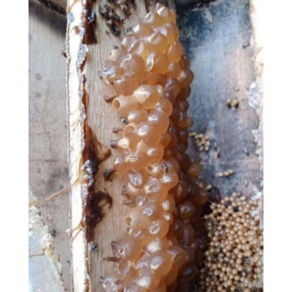 lebah klanceng koloni super dari jenis trigona leavicep