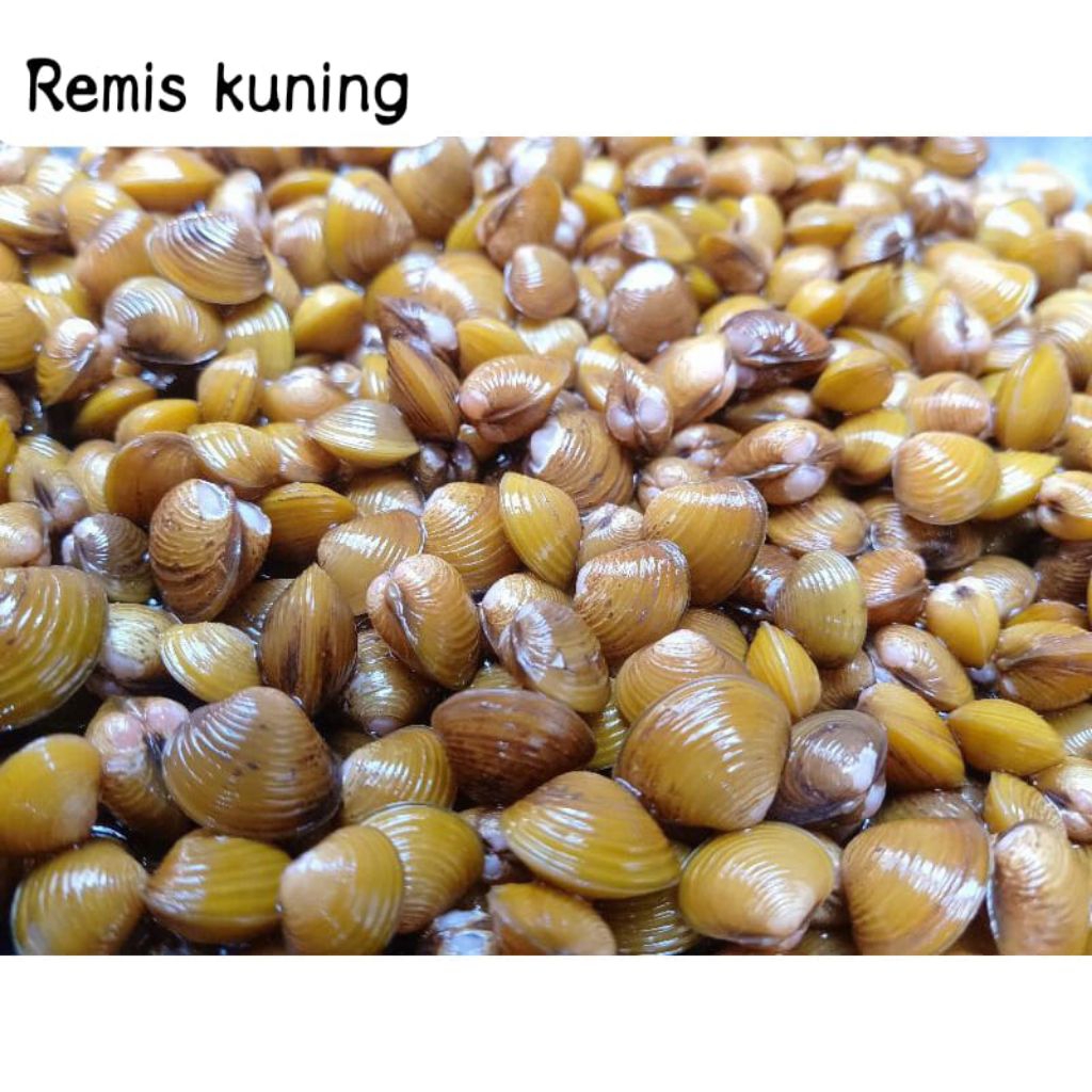 Remis kerang kuning 10 biji / hidup / air tawar