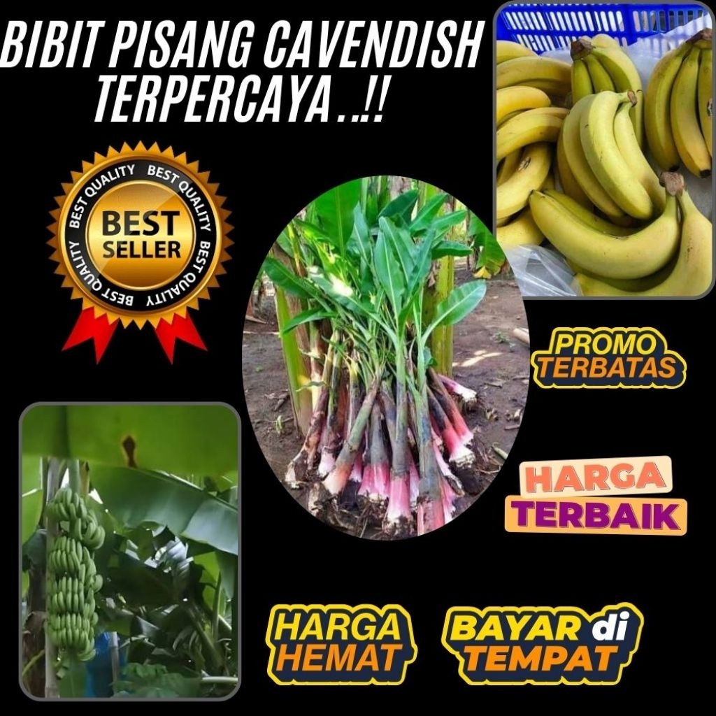 TERPERCAYA  Pohon Pisang Cavendish Pendek │ Pohon Pisang Cavendish Sunpride