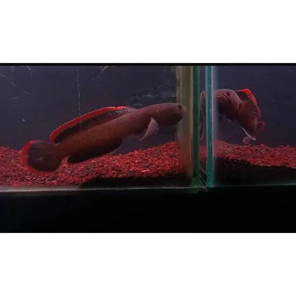 limbata ori lawu 12-15cm rim super tebal