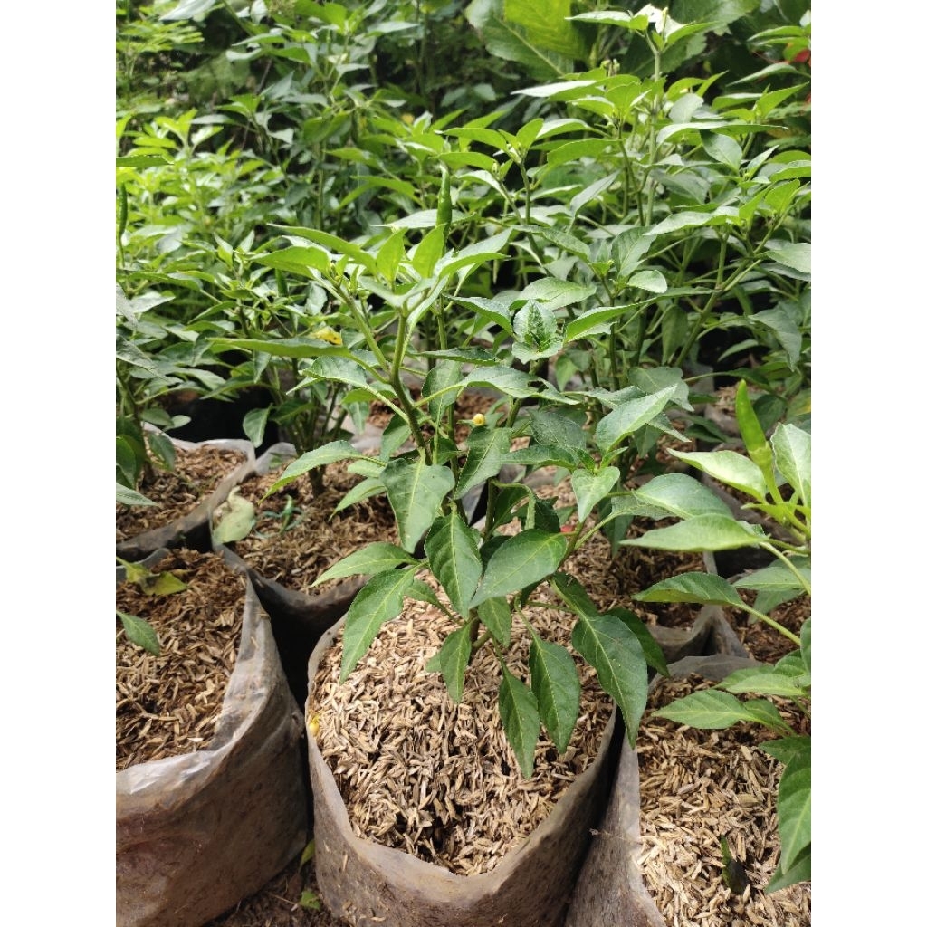 Bibit tanaman cabe rawit Hijau cabe rawit hijau