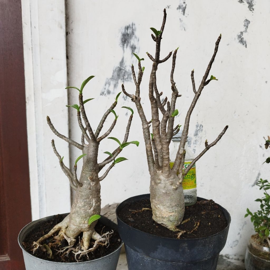 Adenium Arabicum Black RCN