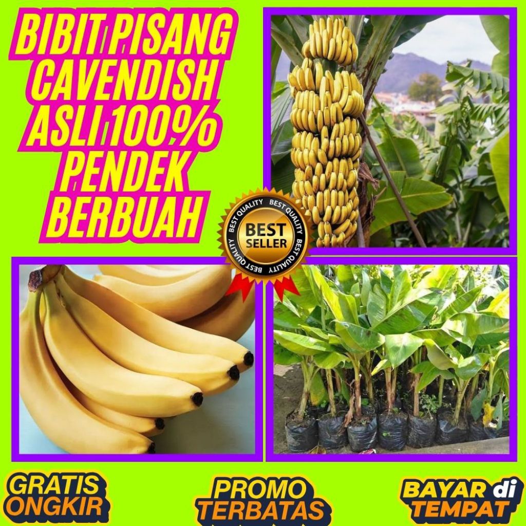 TERJAMIN AMAN  Bibit Pisang Cavendish Pendek │ Bibit Pisang Cavendish Sunpride