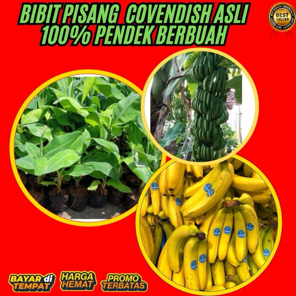 ASLI  Pohon Pisang Cavendish Mini