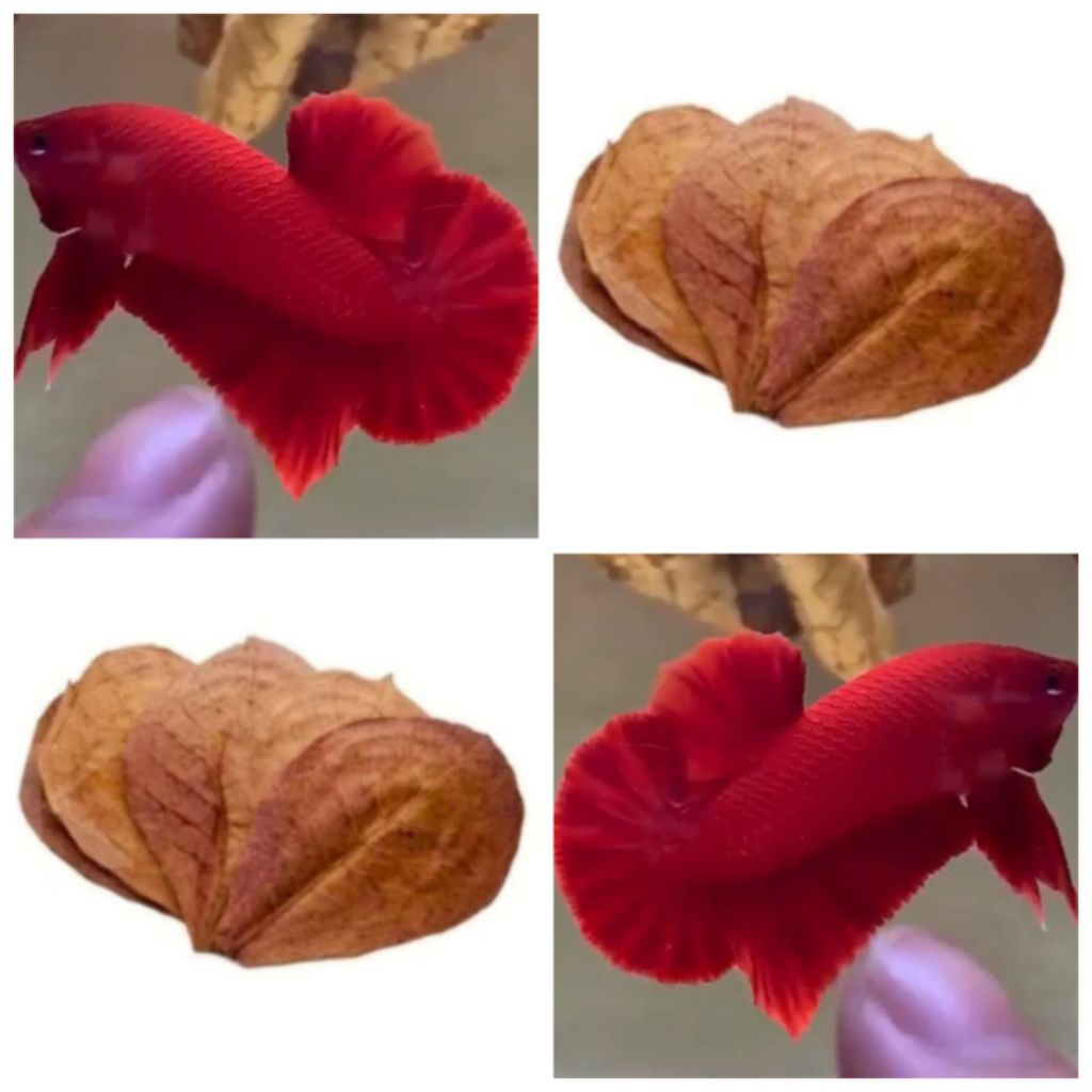 DAUN KETAPANG LAUT OLAHAN UNTUK IKAN CUPANG HIAS SUPER RED