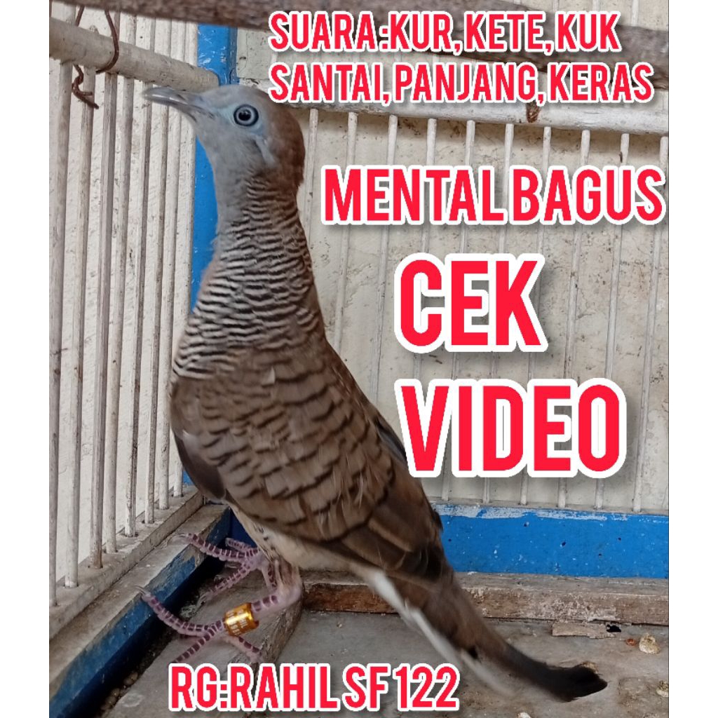 perkutut ALAM mata putih mulai gacor manggung rg:rahilsf122