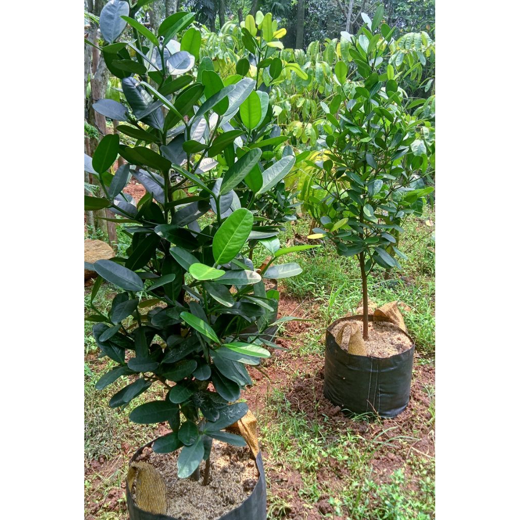 Tanaman buah Garcinia// pohon penghijauan Garcenia