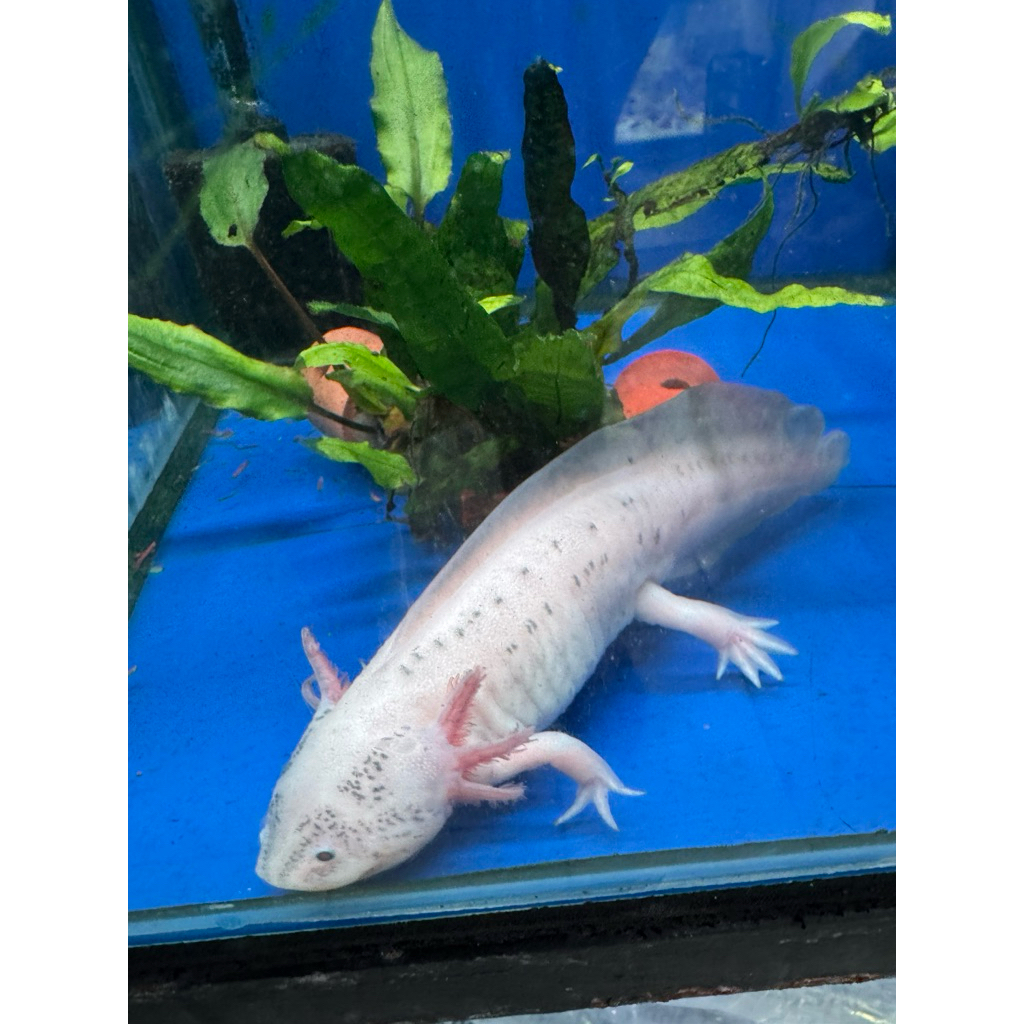 axolotl albino marble 20cm INSTANT ONLY