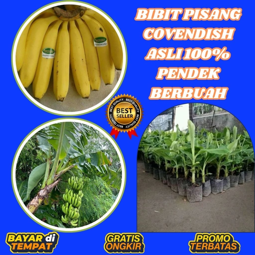STOK TERBATAS  Bibit Pisang Cavendish Cj40 Bibit Pisang Cavendish Foto