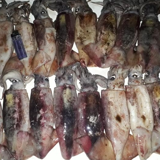 Cumi Segar Cumi Basah Cumi Kondom Cumi Tube Seafood Cumi Cumi Segar