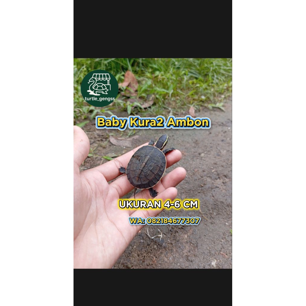 Mainan Kura-Kura Ambon Batok Anak Gemoy