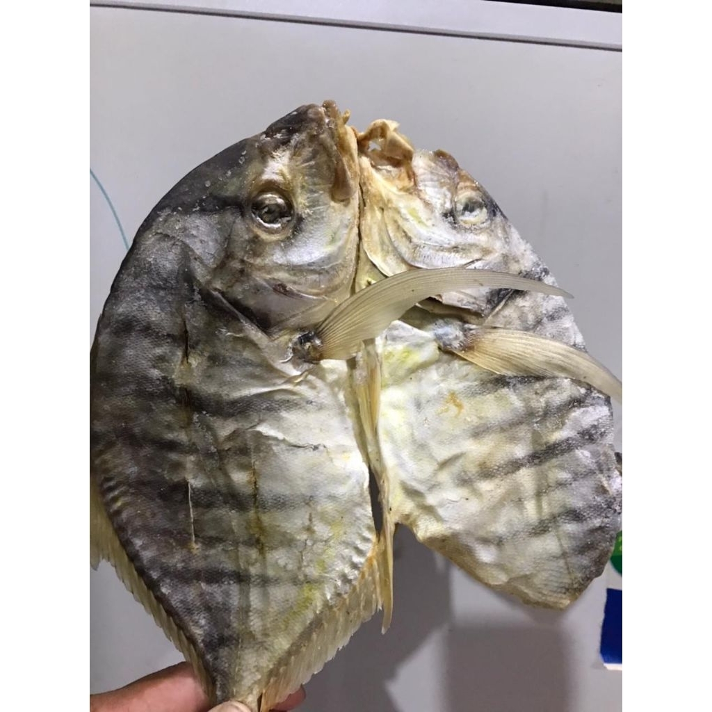 TRAKULU/TONGKOL KUNING tabanio . 1/4kg per box .  pasti termurah insya allah kualitas super